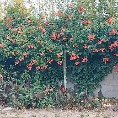 Soleil Catalan 50m2 Rdc 2km Ok Cheques Animaux 6pers 3000m2 Jardin Wifi 아파트